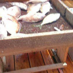 海の釣堀 海恵 釣果