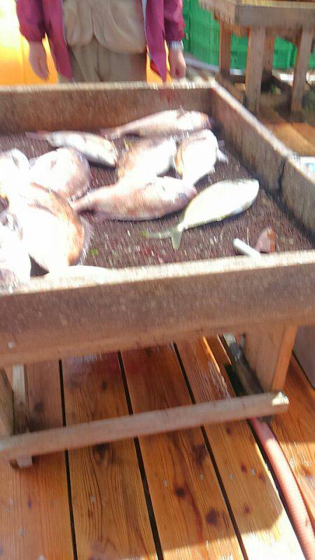 海の釣堀 海恵 釣果