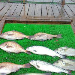 海の釣堀 海恵 釣果