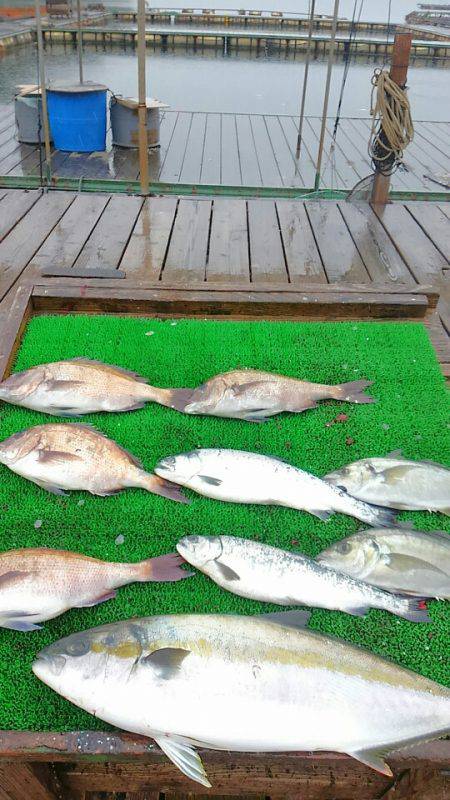 海の釣堀 海恵 釣果