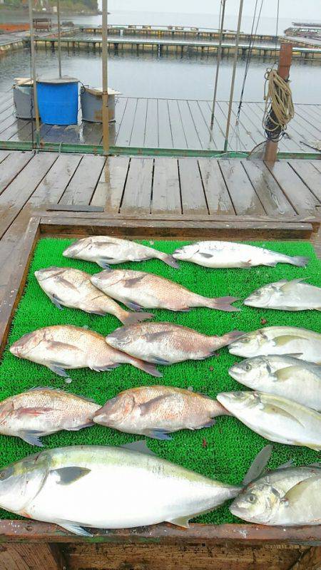 海の釣堀 海恵 釣果