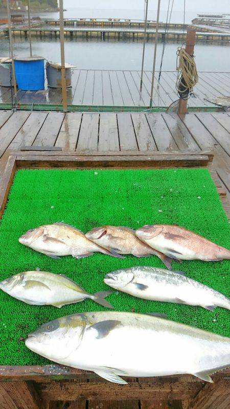 海の釣堀 海恵 釣果