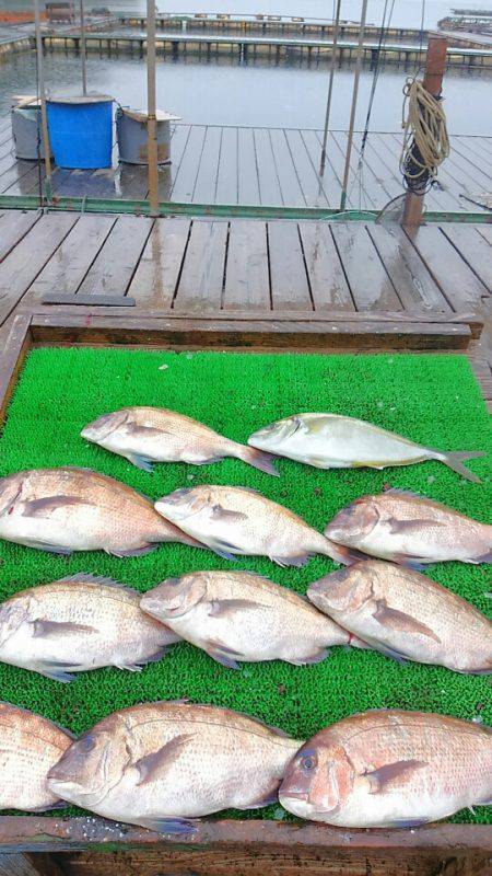 海の釣堀 海恵 釣果