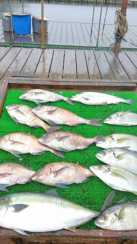 海の釣堀 海恵 釣果