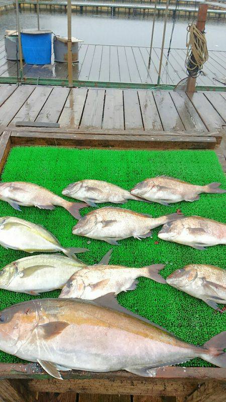 海の釣堀 海恵 釣果