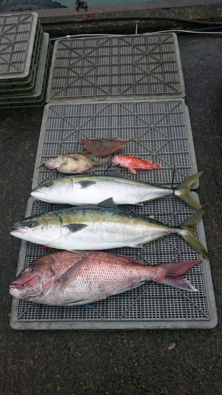 ARCADIAⅡ （アルカディアⅡ） 釣果