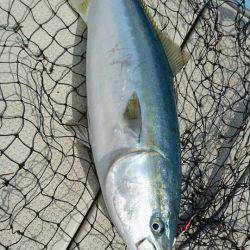 あみや渡船 JIGBOY 釣果