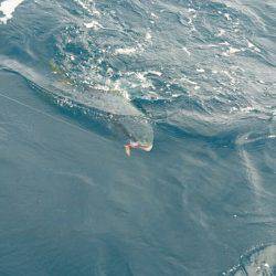 あみや渡船 JIGBOY 釣果