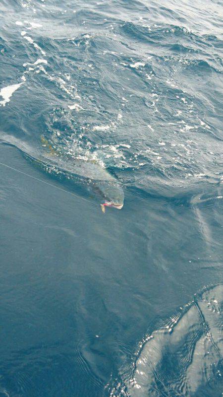 あみや渡船 JIGBOY 釣果