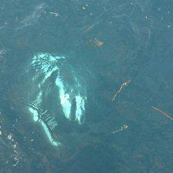 あみや渡船 JIGBOY 釣果