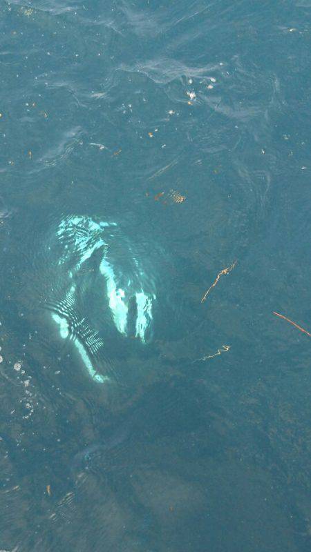 あみや渡船 JIGBOY 釣果