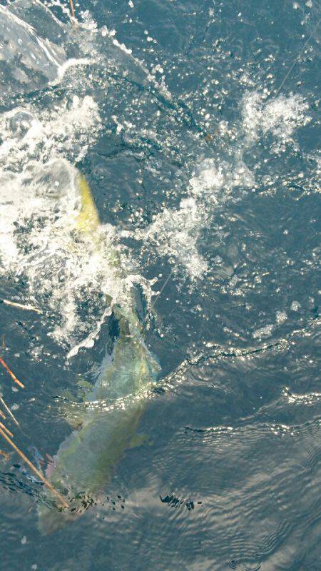 あみや渡船 JIGBOY 釣果