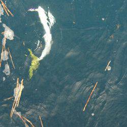 あみや渡船 JIGBOY 釣果