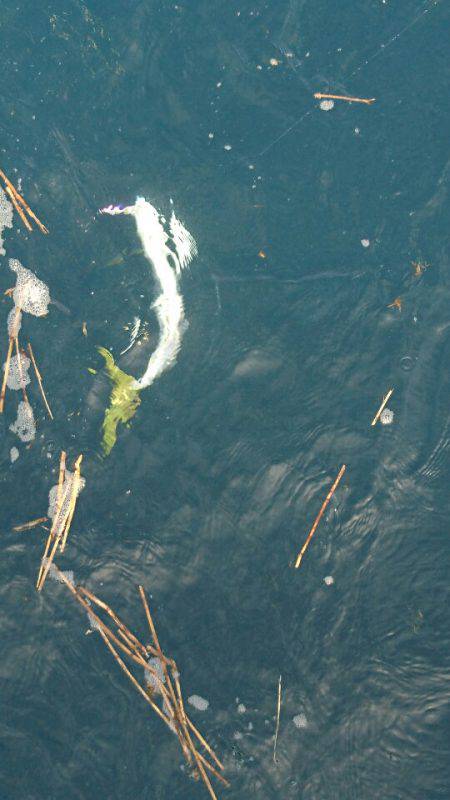 あみや渡船 JIGBOY 釣果