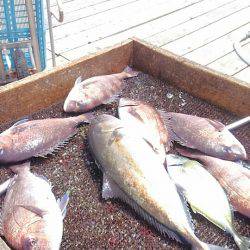 海の釣堀 海恵 釣果