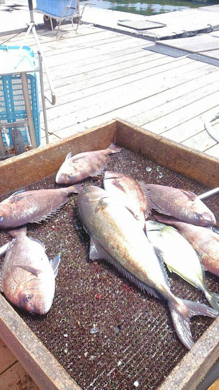 海の釣堀 海恵 釣果