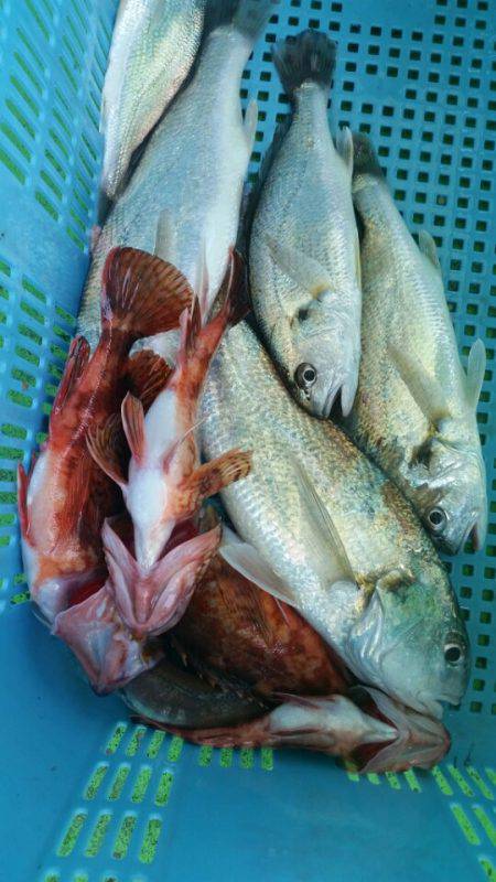 小島丸 釣果
