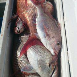 ARCADIAⅡ （アルカディアⅡ） 釣果