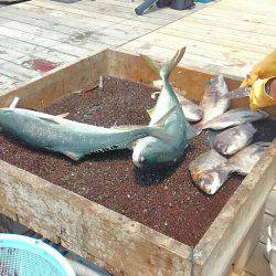 海の釣堀 海恵 釣果