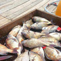 海の釣堀 海恵 釣果