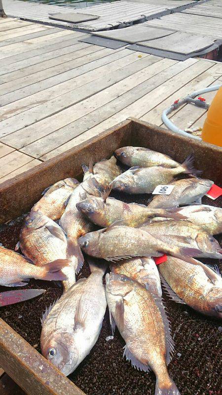 海の釣堀 海恵 釣果