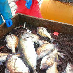 海の釣堀 海恵 釣果