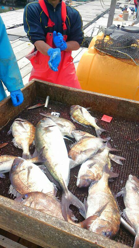 海の釣堀 海恵 釣果