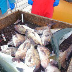 海の釣堀 海恵 釣果