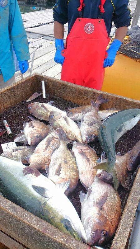 海の釣堀 海恵 釣果