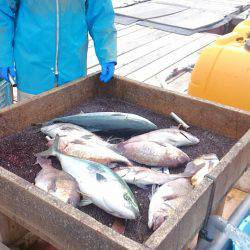 海の釣堀 海恵 釣果