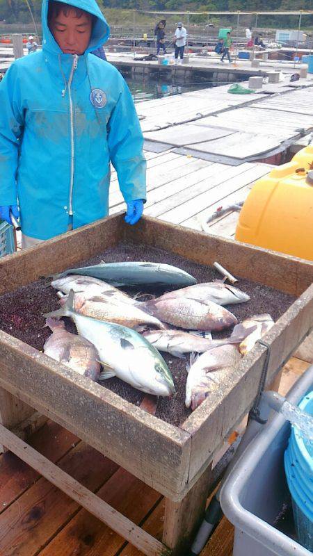 海の釣堀 海恵 釣果