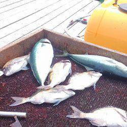 海の釣堀 海恵 釣果