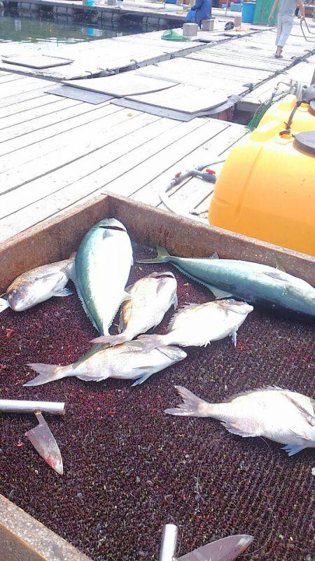 海の釣堀 海恵 釣果