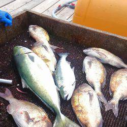 海の釣堀 海恵 釣果