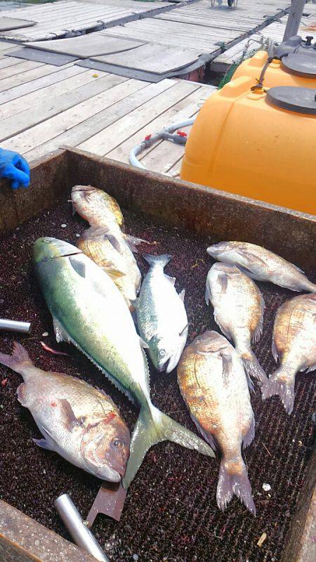 海の釣堀 海恵 釣果