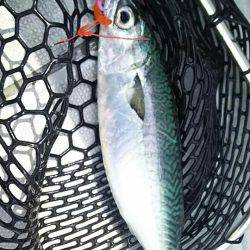 タイラバ遊漁船 ワンピース 釣果