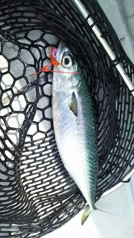 タイラバ遊漁船 ワンピース 釣果