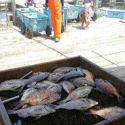 海の釣堀 海恵 釣果