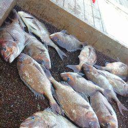 海の釣堀 海恵 釣果