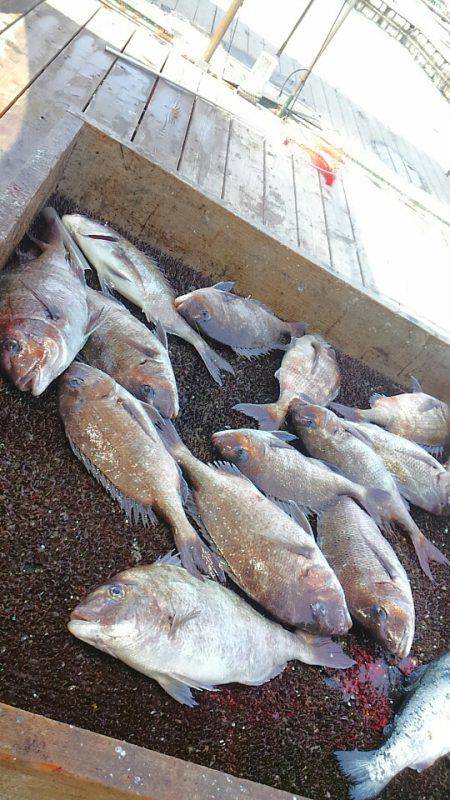 海の釣堀 海恵 釣果