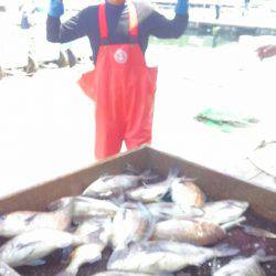 海の釣堀 海恵 釣果