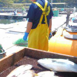 海の釣堀 海恵 釣果