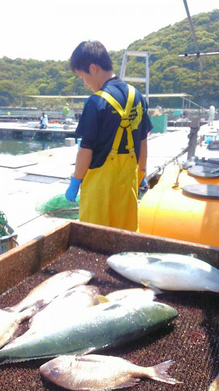 海の釣堀 海恵 釣果