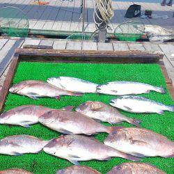 海の釣堀 海恵 釣果