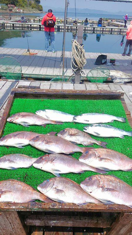 海の釣堀 海恵 釣果