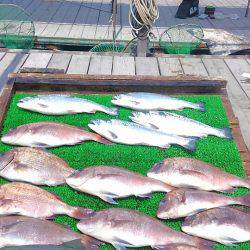 海の釣堀 海恵 釣果