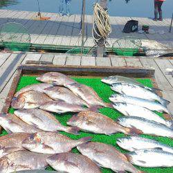 海の釣堀 海恵 釣果