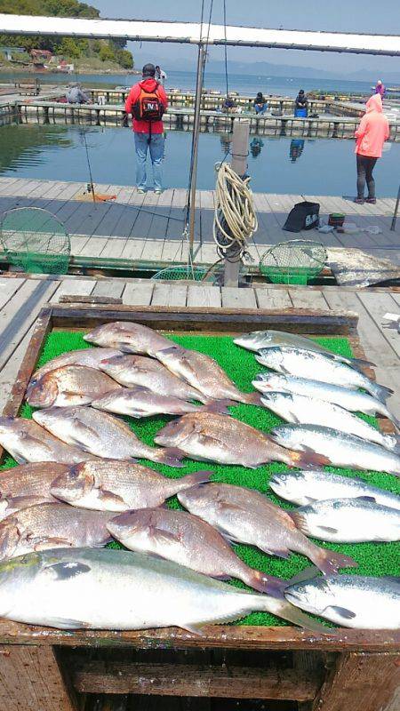 海の釣堀 海恵 釣果