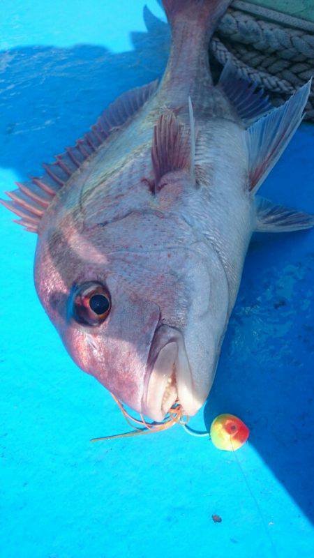 だて丸 釣果