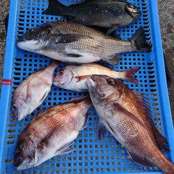 第三共栄丸 釣果